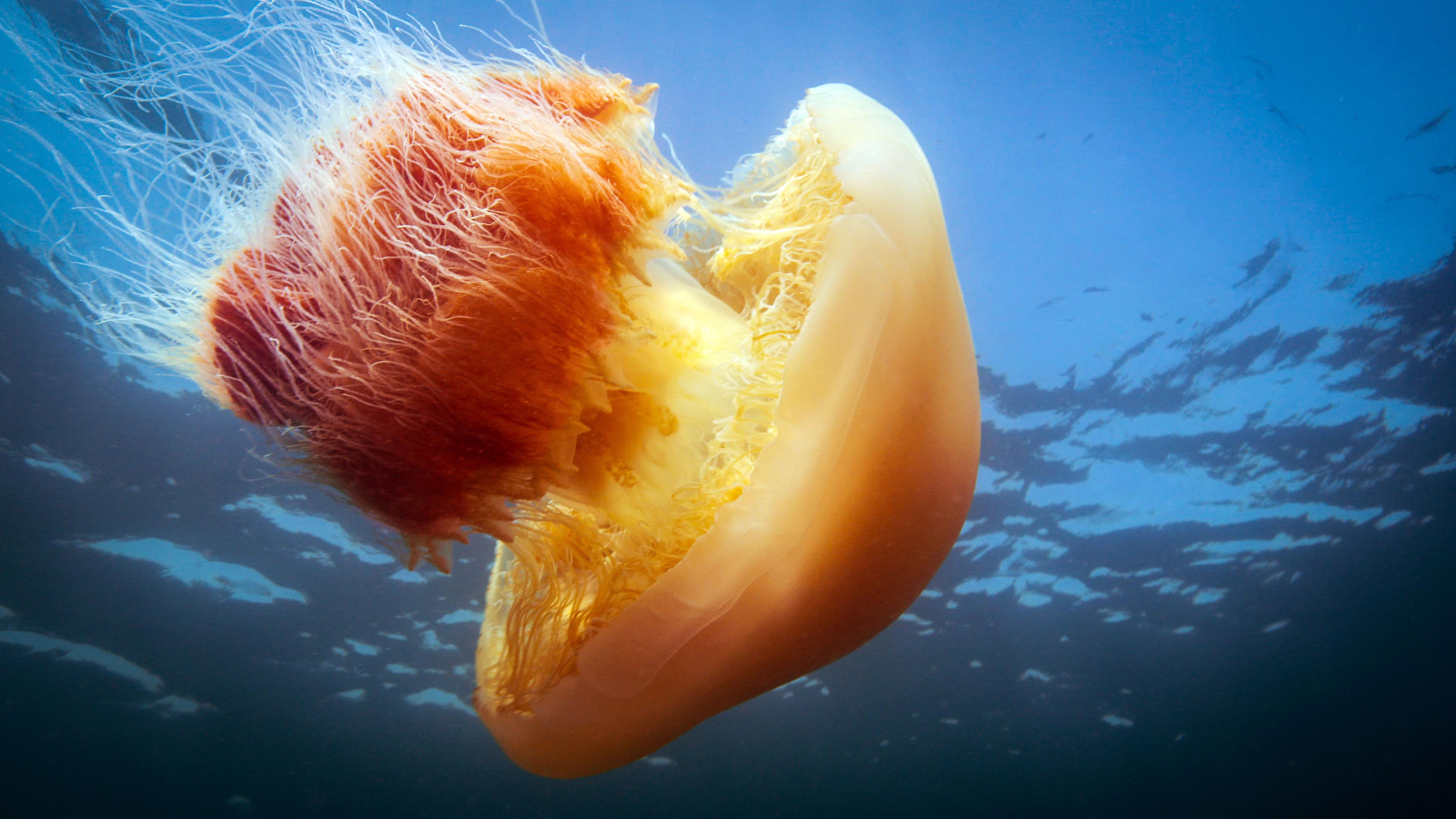  Unterwasseraufnahme Richtung hellerer Wasseroberfläche. Eine riesige pilzförmige Qualle mit einem orange-gelblichen Hut und auseinanderfledderndem Stiel, mit rötlich und dünnen weißen Tentakeln.