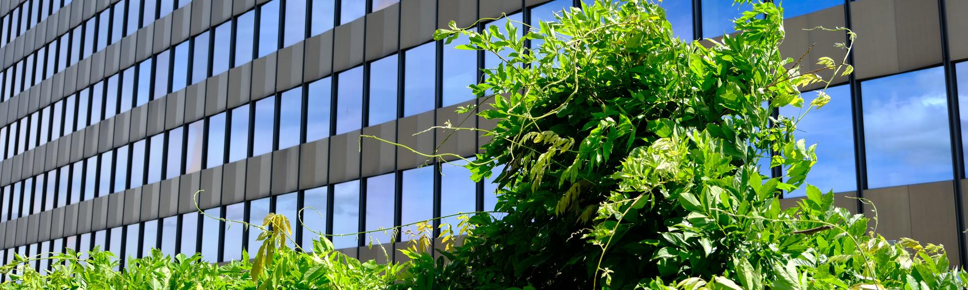 Grüne Sträucher vor der Fassade des ZDF-Hochauses