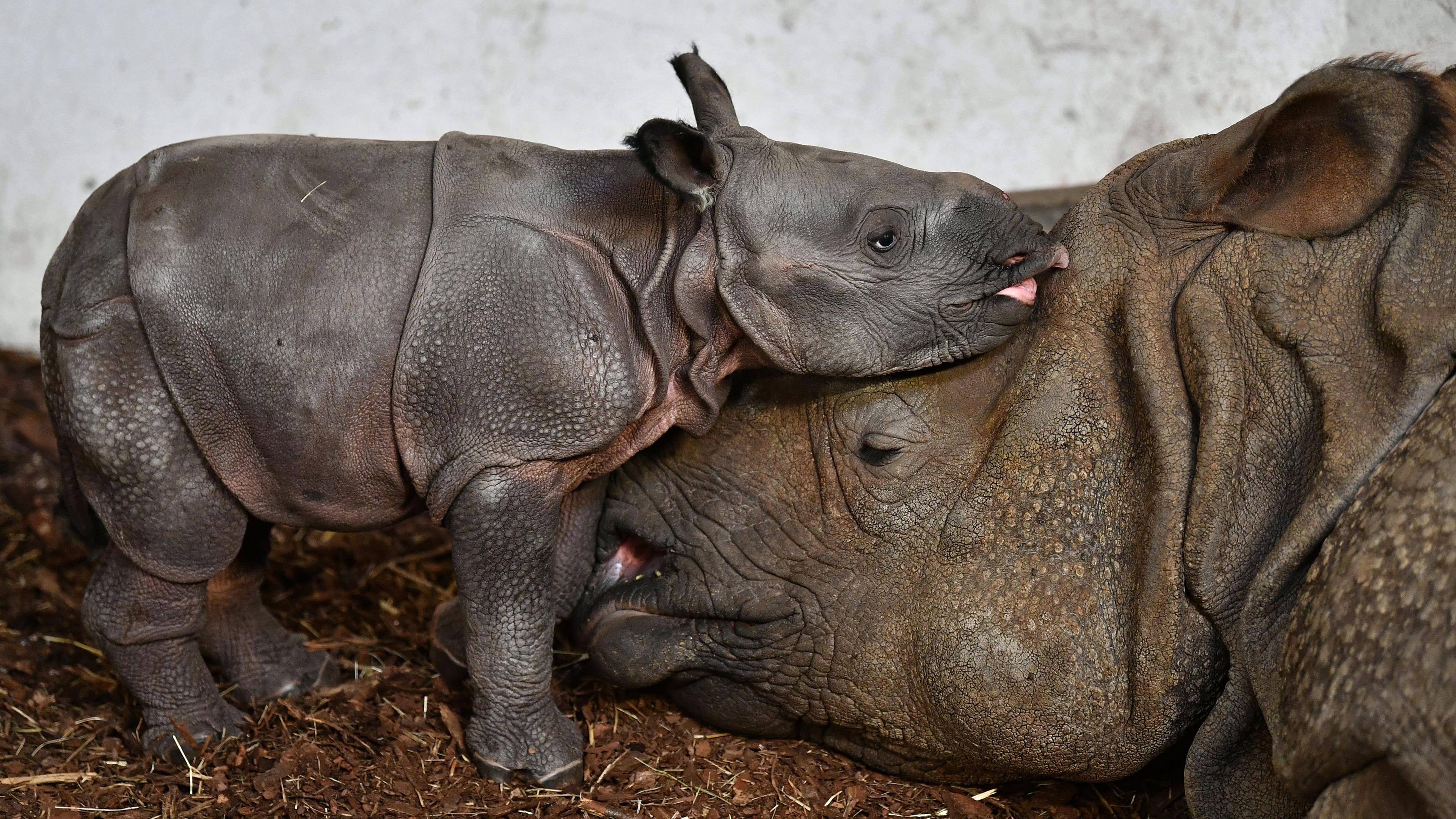 Ein kleines Babynashorn und seine Mama 