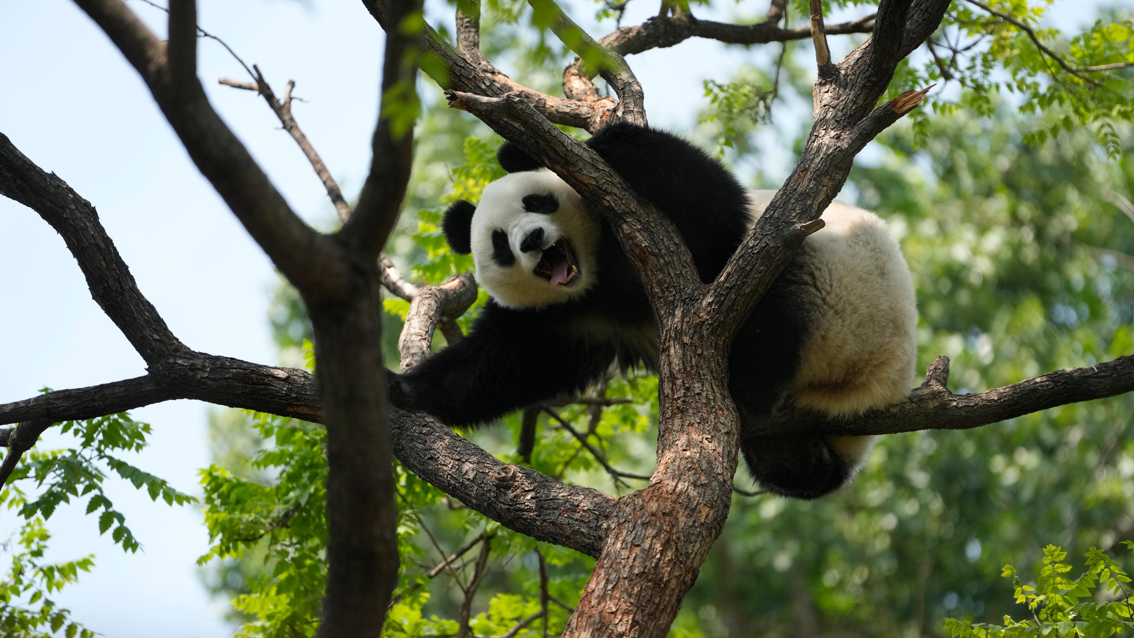 Ein Panda im Zoo aus Beijing, Peking, reagiert auf Besucher