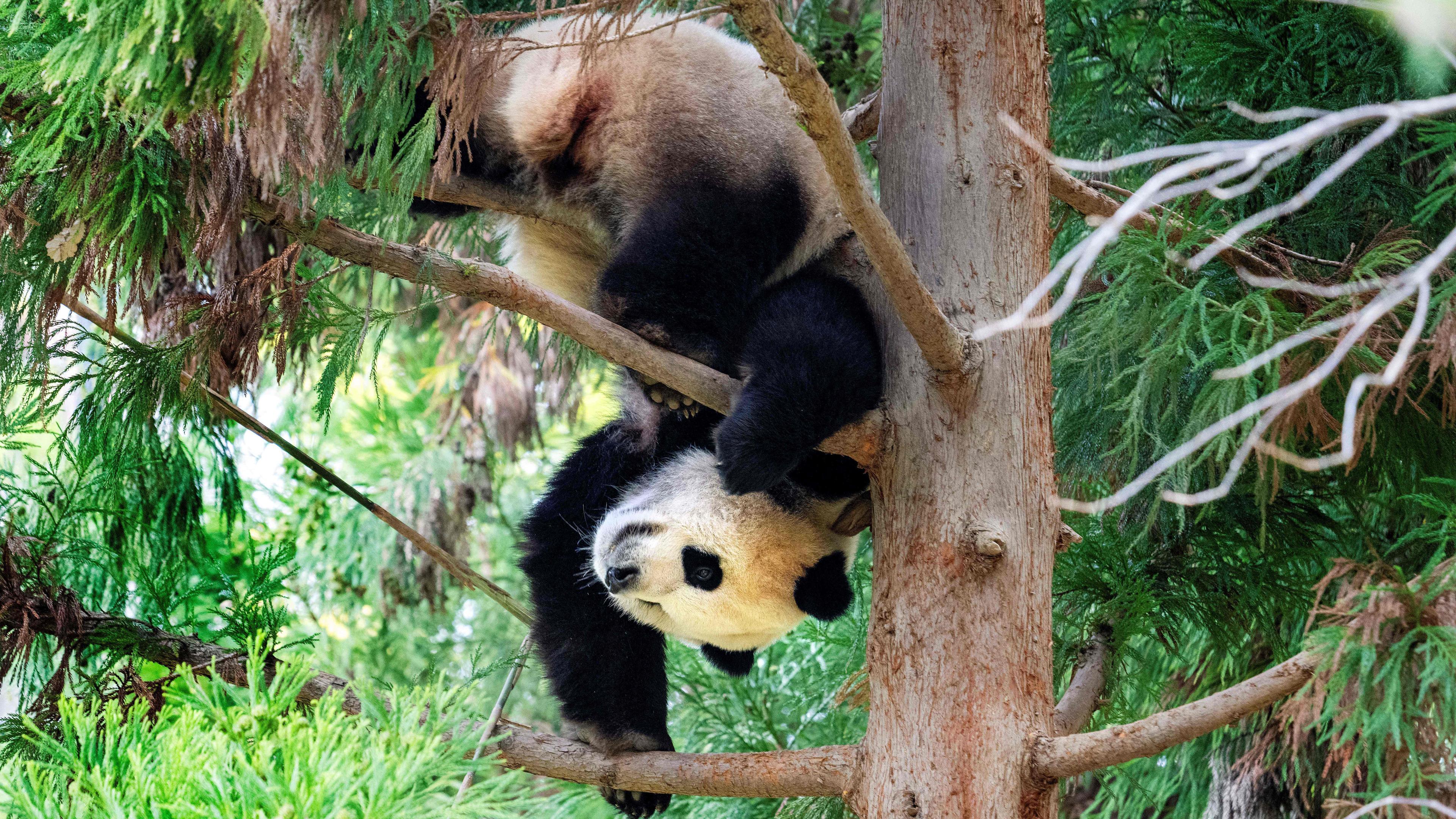 Ein großer Panda klettert Kopfüber einen Baum hinunter.