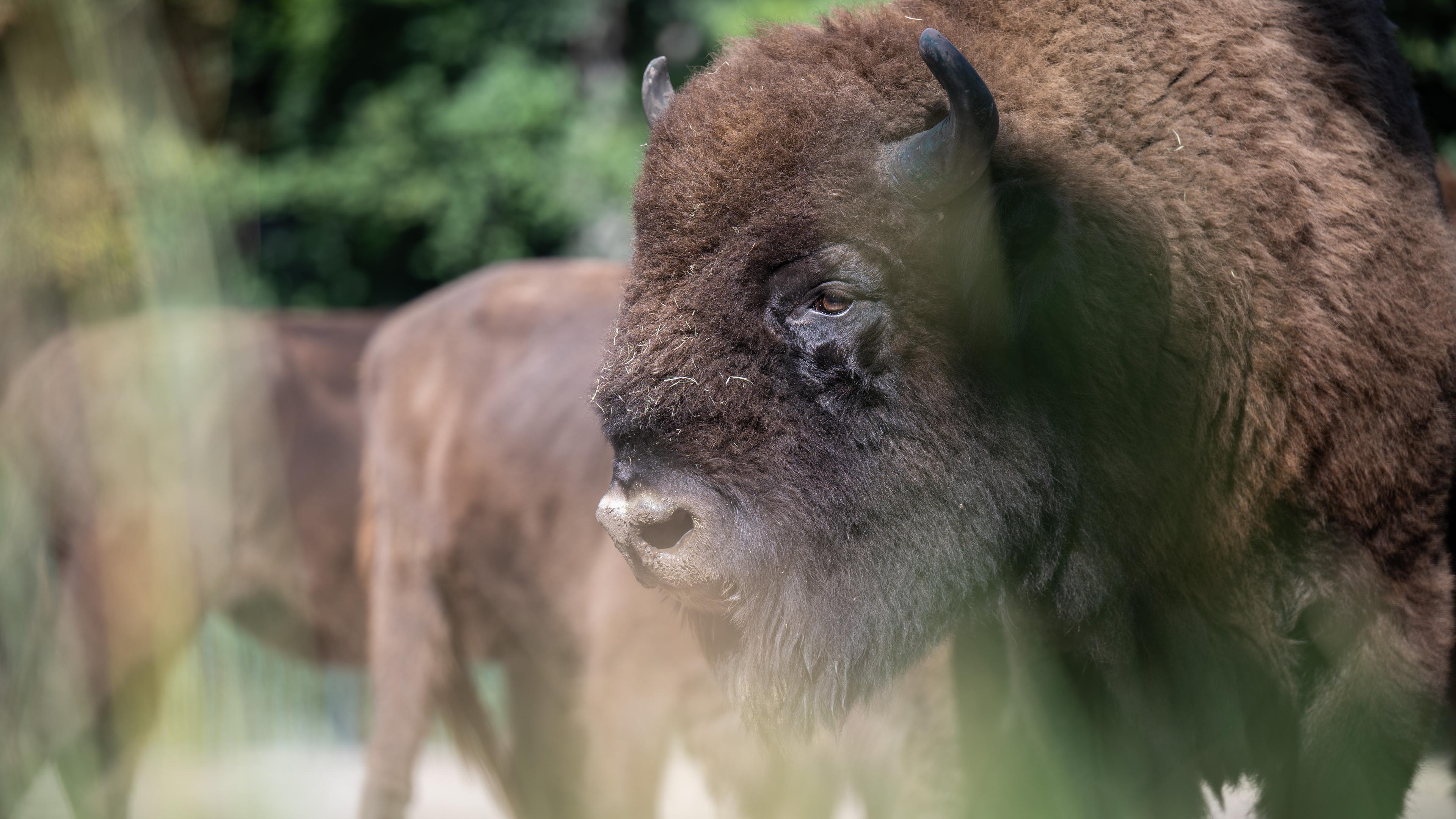 Ein Wisent