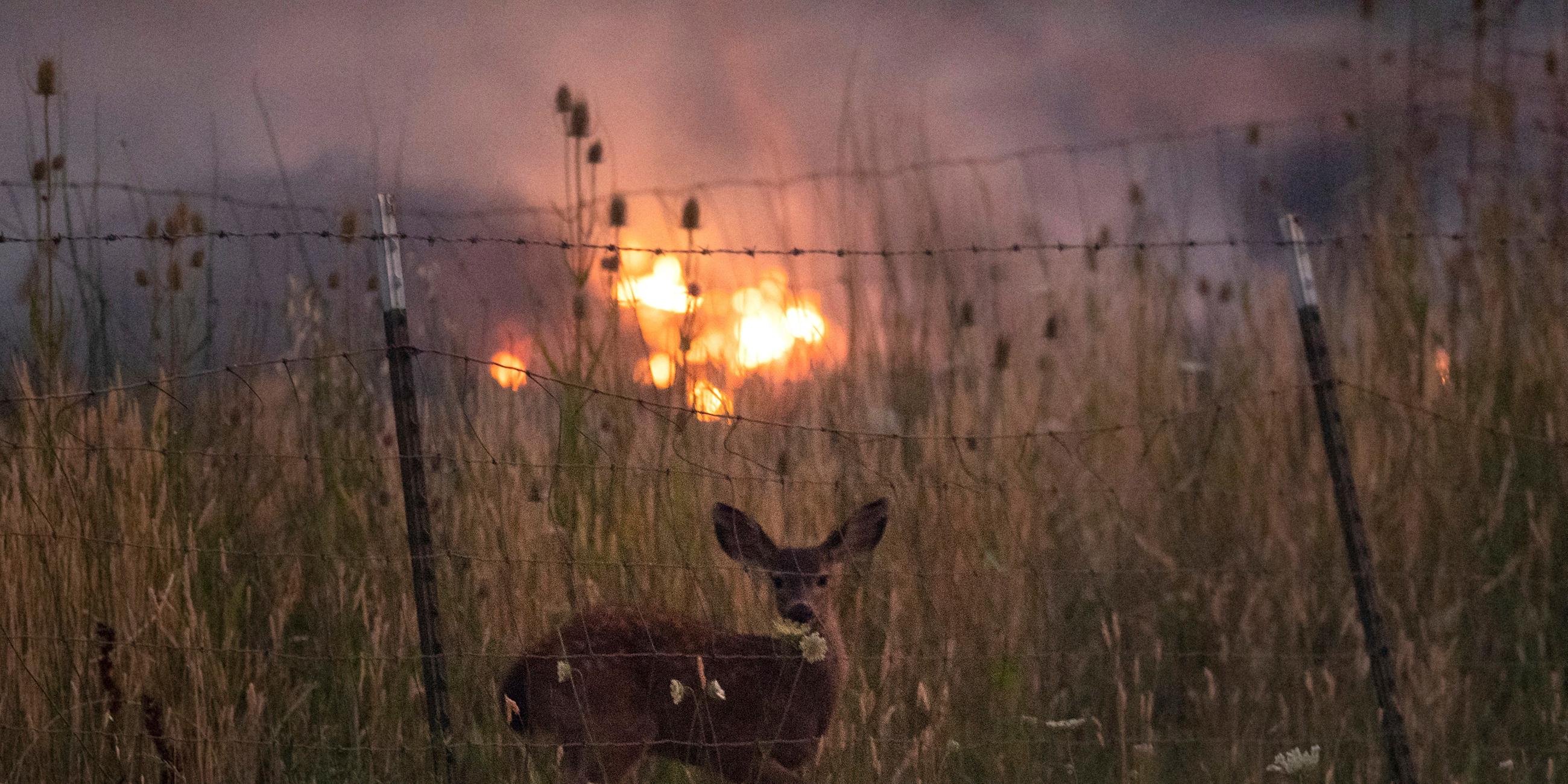 Rotwild am 31.7.2018 an einem Zaun, hinter dem die Brände in Kalifornien zu sehen sind