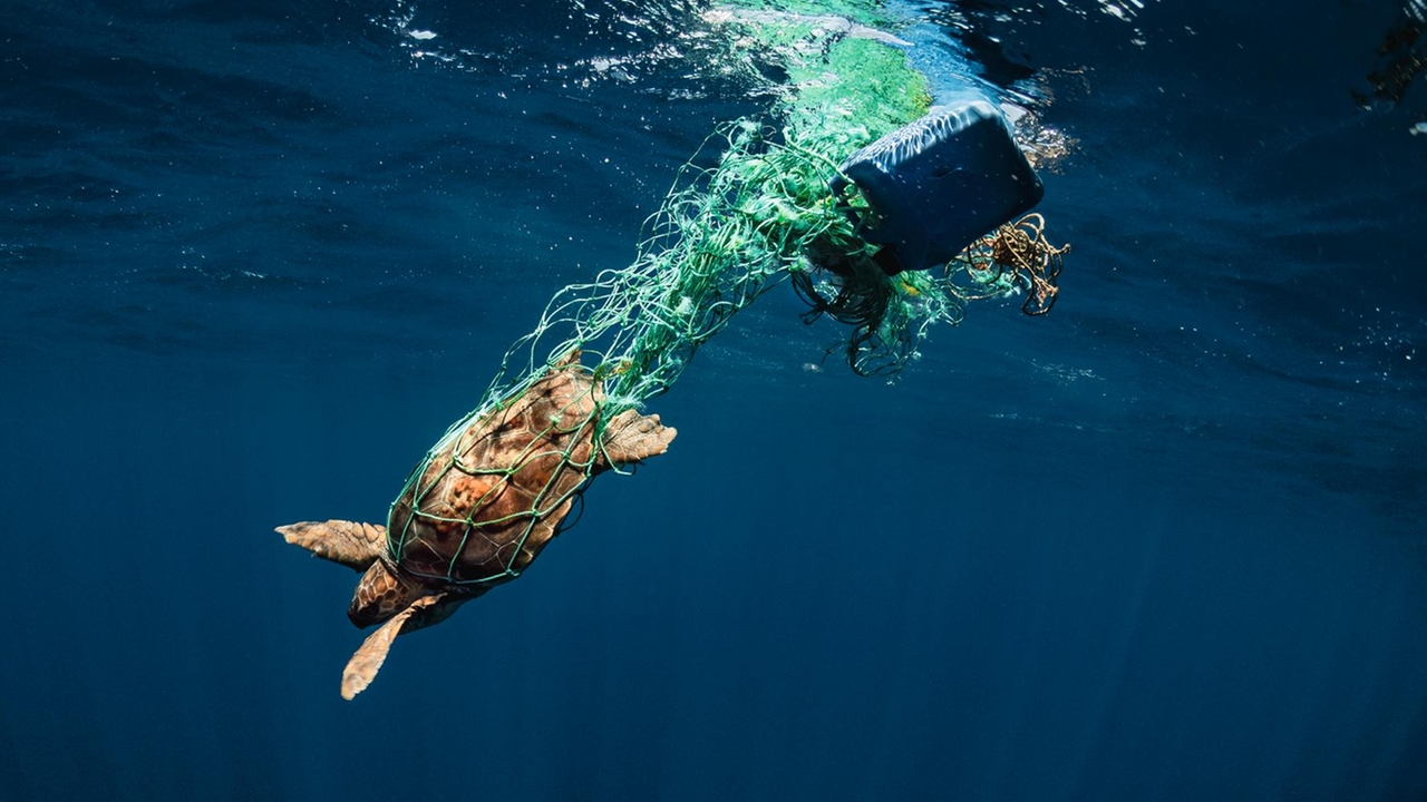 Uberfischung Und Vermullung Galapagos Wo Chinas Schwimmende Stadt Fischt Zdfheute