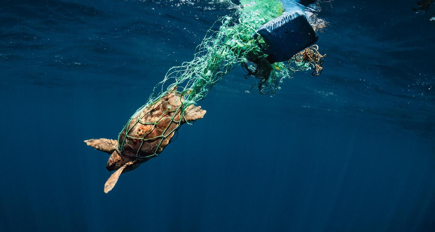 Jährlich sterben Tausende Meeresschildkröten durch verloren gegangene und im Meer treibende Fischernetze