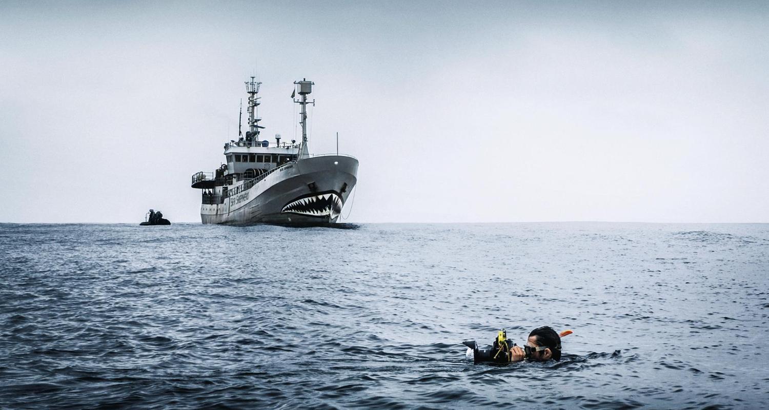 Sea Shepherd - Aktivisten, Das berühmte Schiff Bob Barker war für die Operationen Albacore 2 in Gabun stationiert