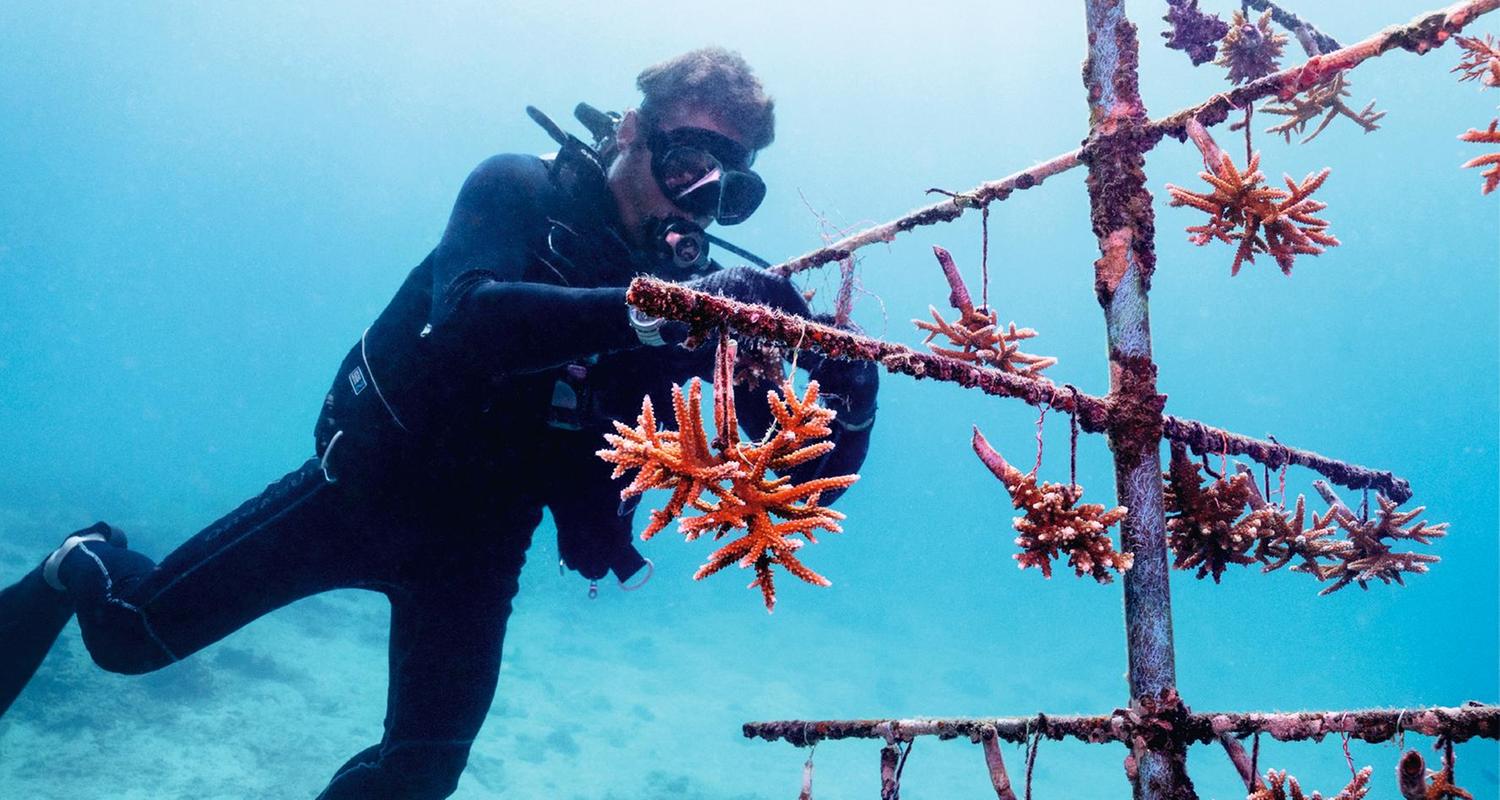 Die Fragmente werden schwebend an einem künstlichen Korallenbaum aufgehängt