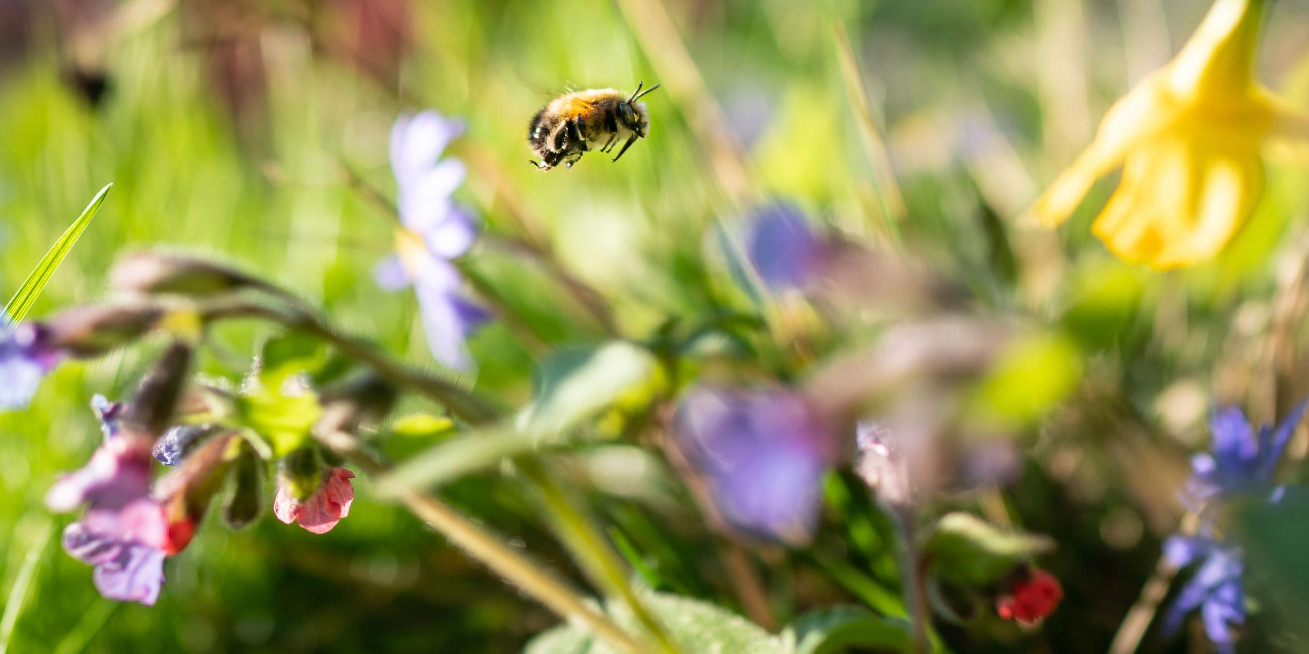 Eine Wildbiene fliegt im nachmittäglichen Sonnenschein bei der Futtersuche durch eine kleines Blumenbeet in einem Frankfurter Vorgarten