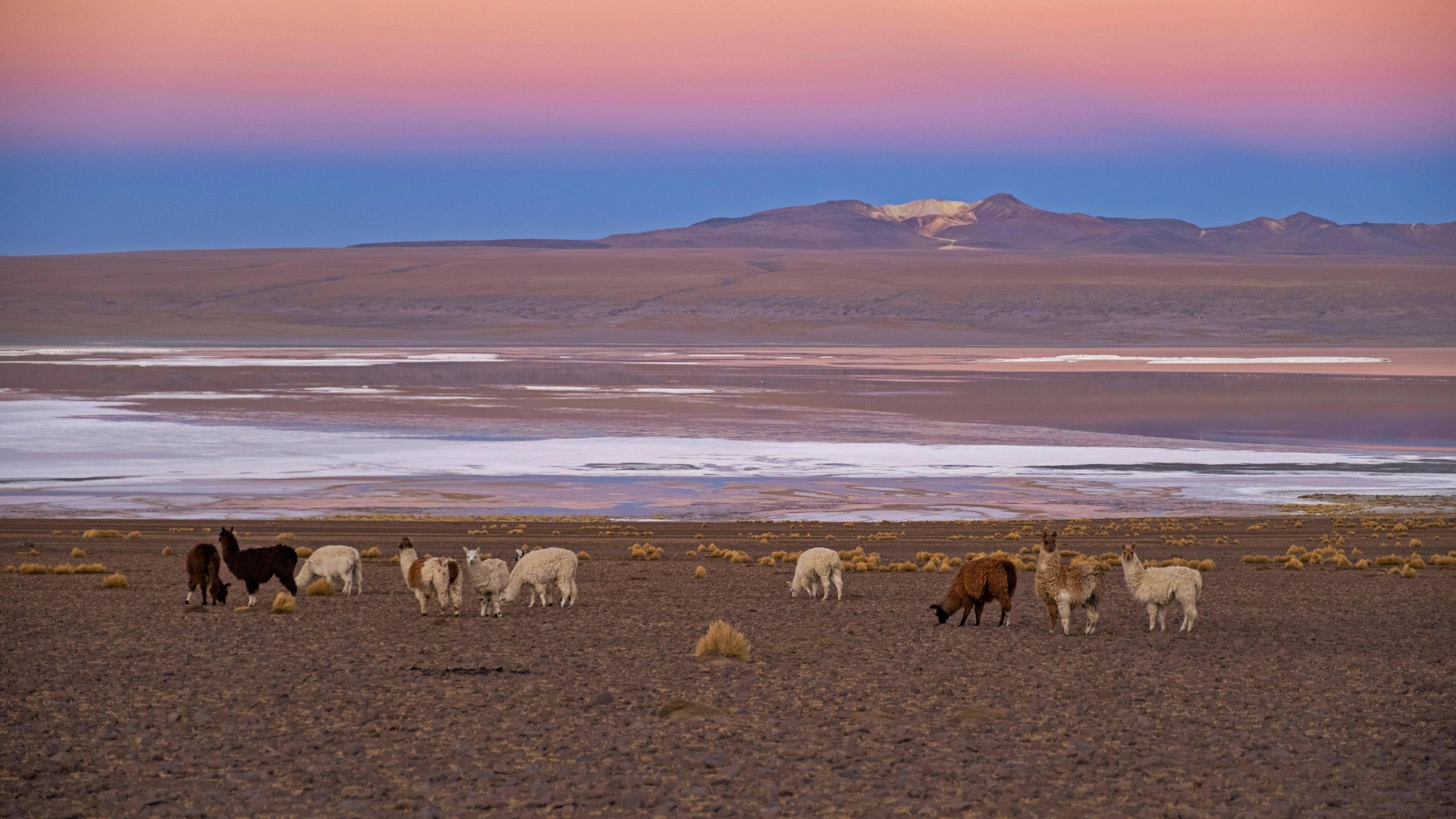 Lamas am Ufer einer Lagune im Hintergrund ein bunter Sonnenuntergang