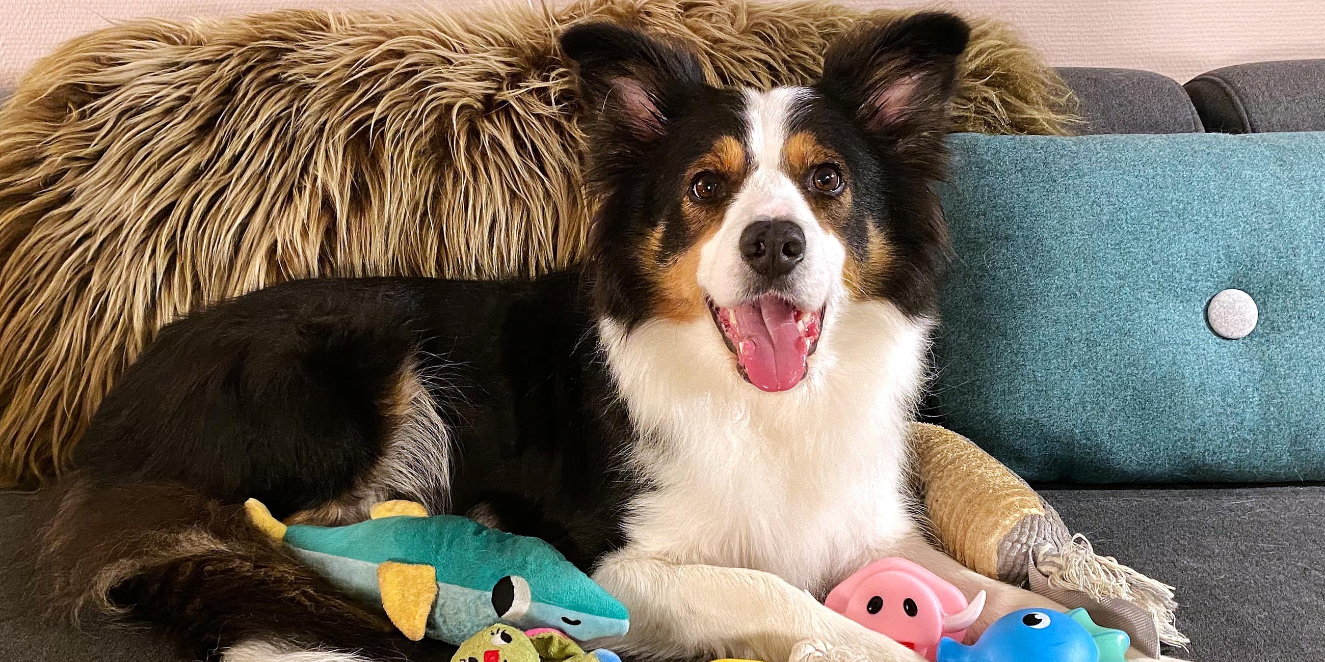 Border Collie Whisky mit Spielzeug