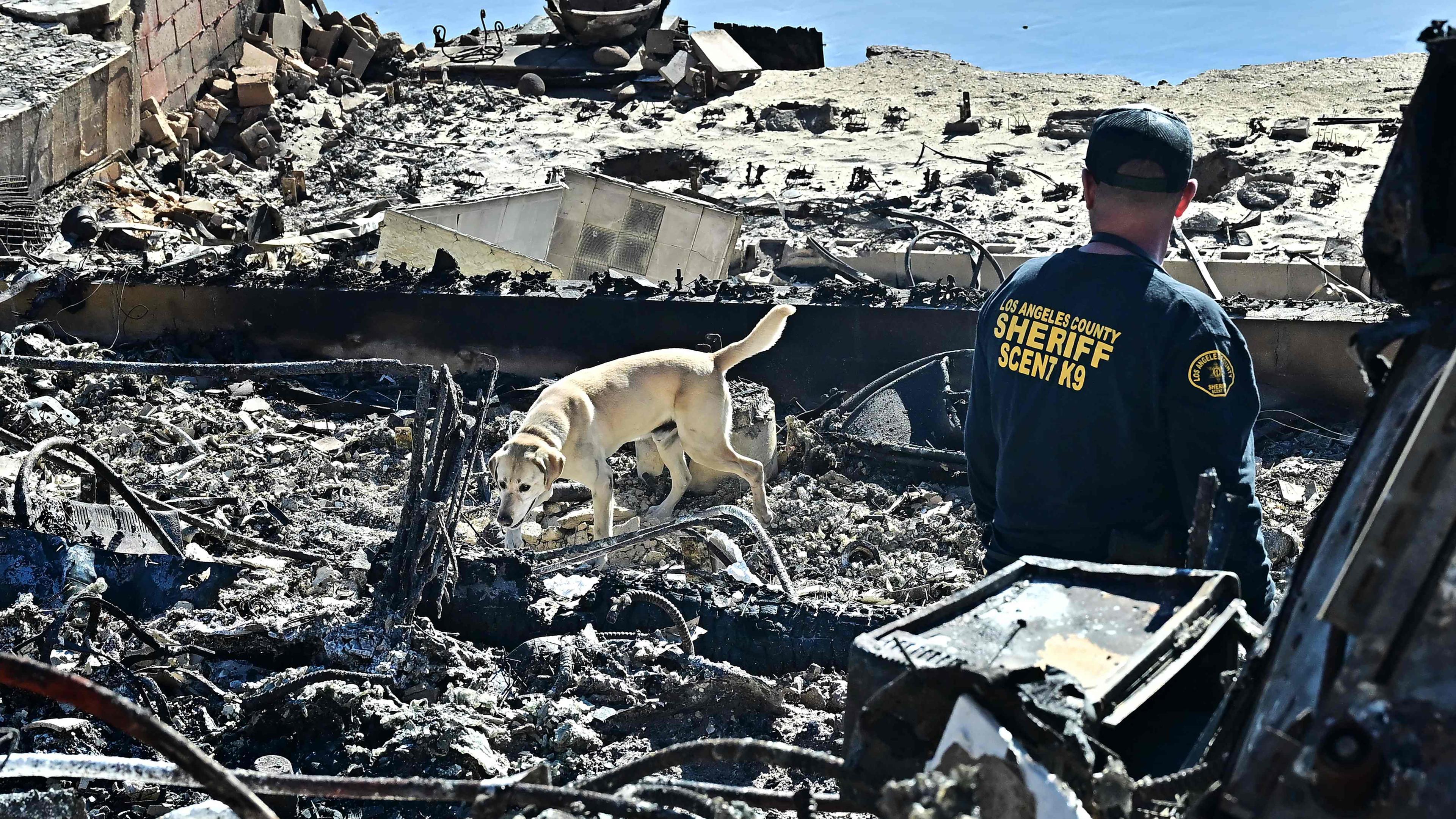 Ein Leichenspürhund des Los Angeles County Sheriffs durchwühlt die Trümmer der vom Palisades Fire zerstörten Strandhäuser entlang des Pacific Coast Highway in Malibu, 12.01.2025.