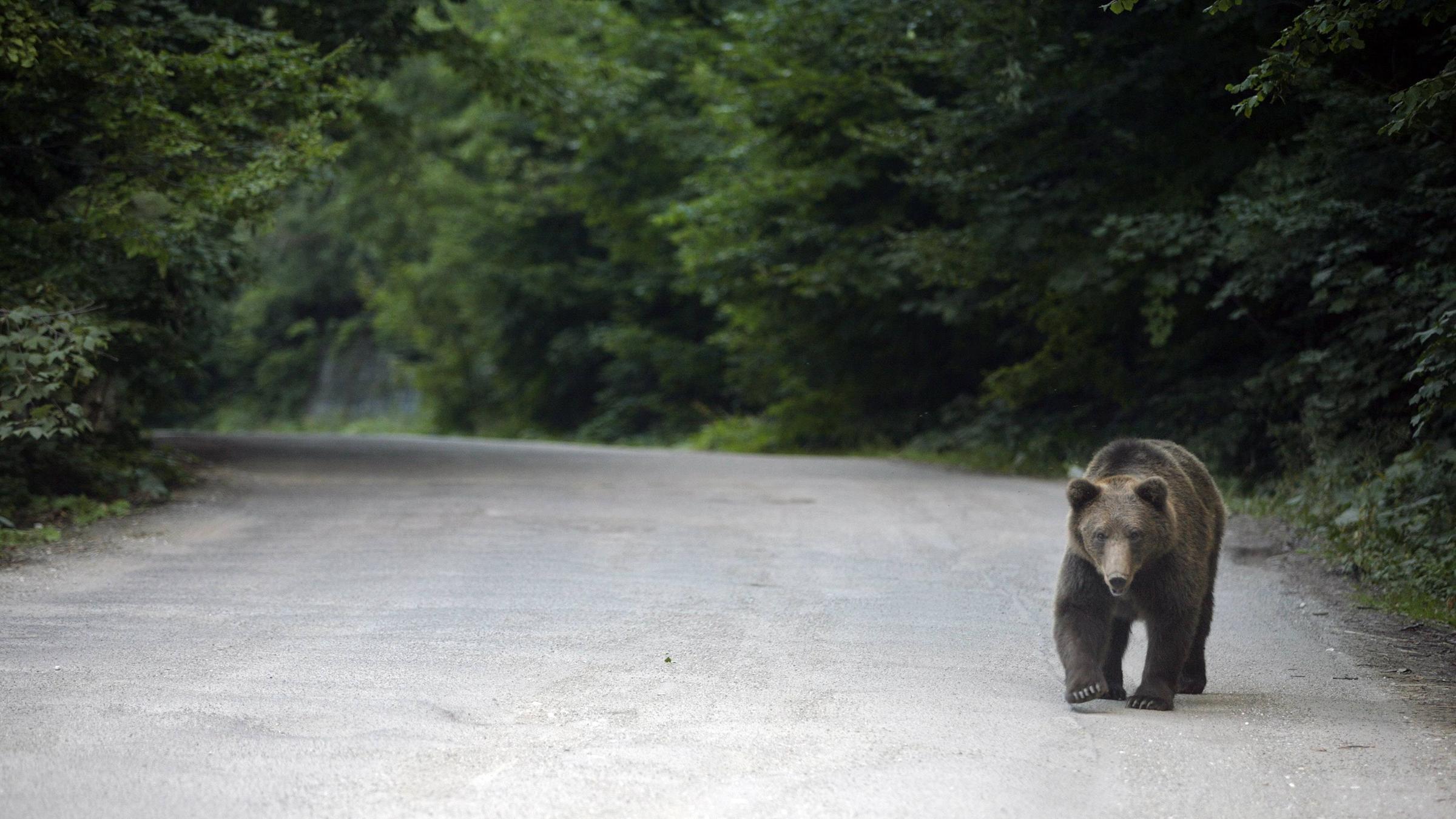 Бурый медведь скорость бега км ч. Медведь бежит. Медведь в лесу. Медведь на дороге. Бурый медведь на дороге.
