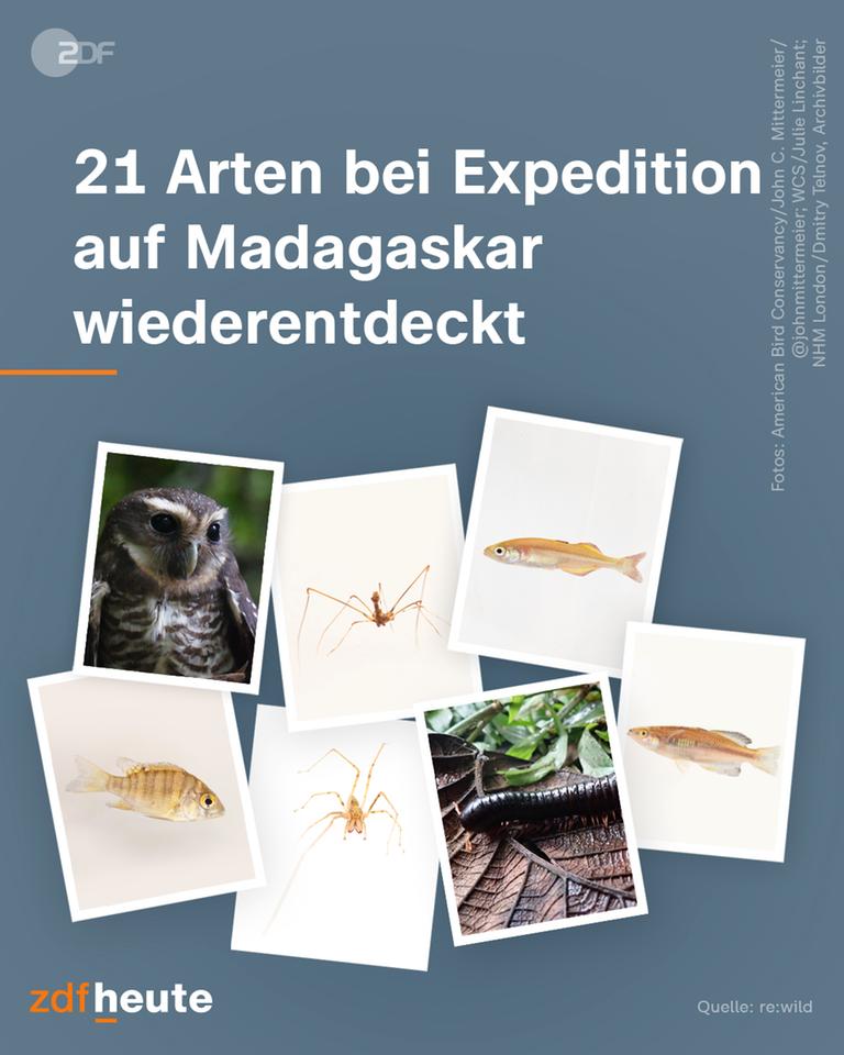 21 Arten bei Expedition auf Madagaskar entdeckt.