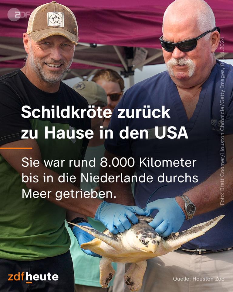 Schildkröte zurück zu Hause in den USA