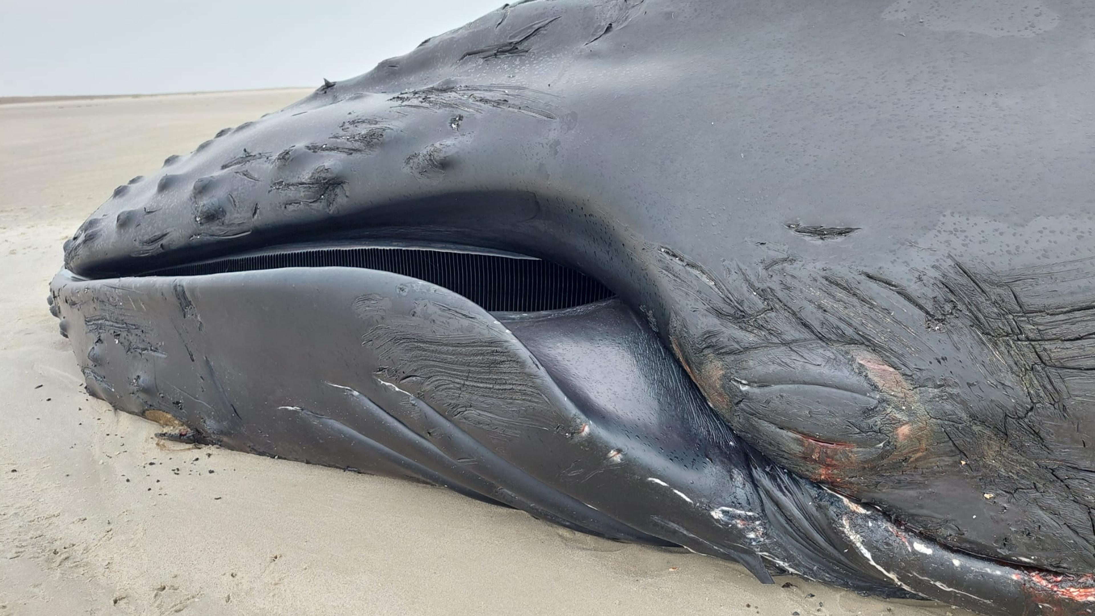 Archiv: Ein Blick auf das Maul des vor wenigen Tagen auf der Nordseeinsel Minsener Oog gestrandeten, toten Buckelwals.