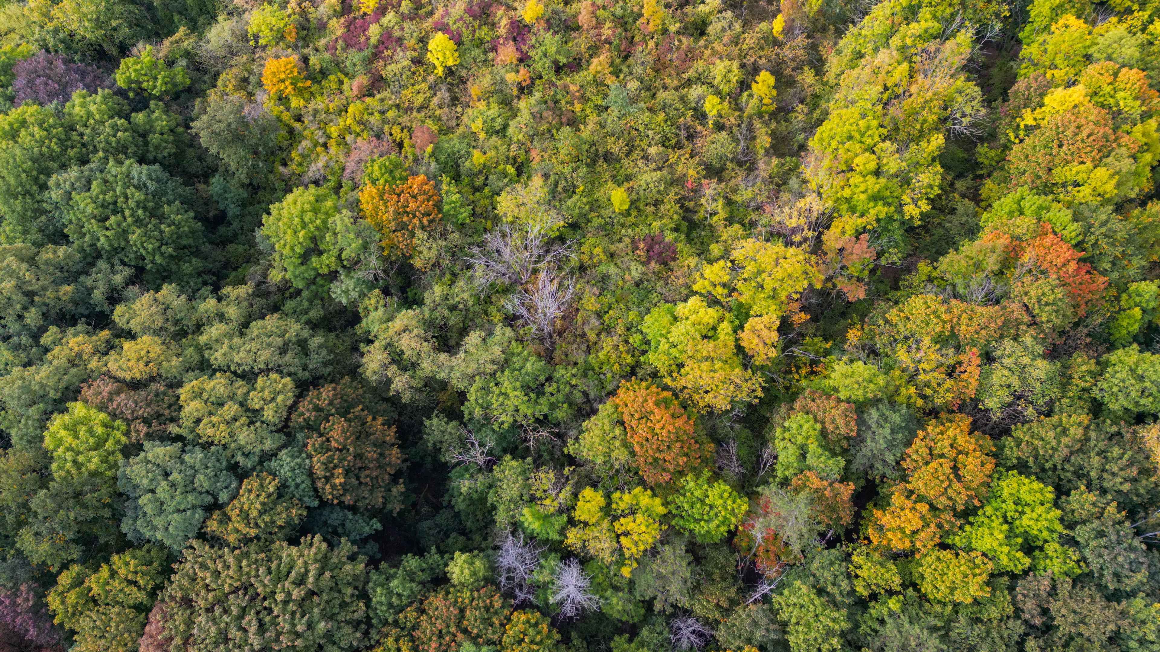 Wald in Brandenburg von oben.