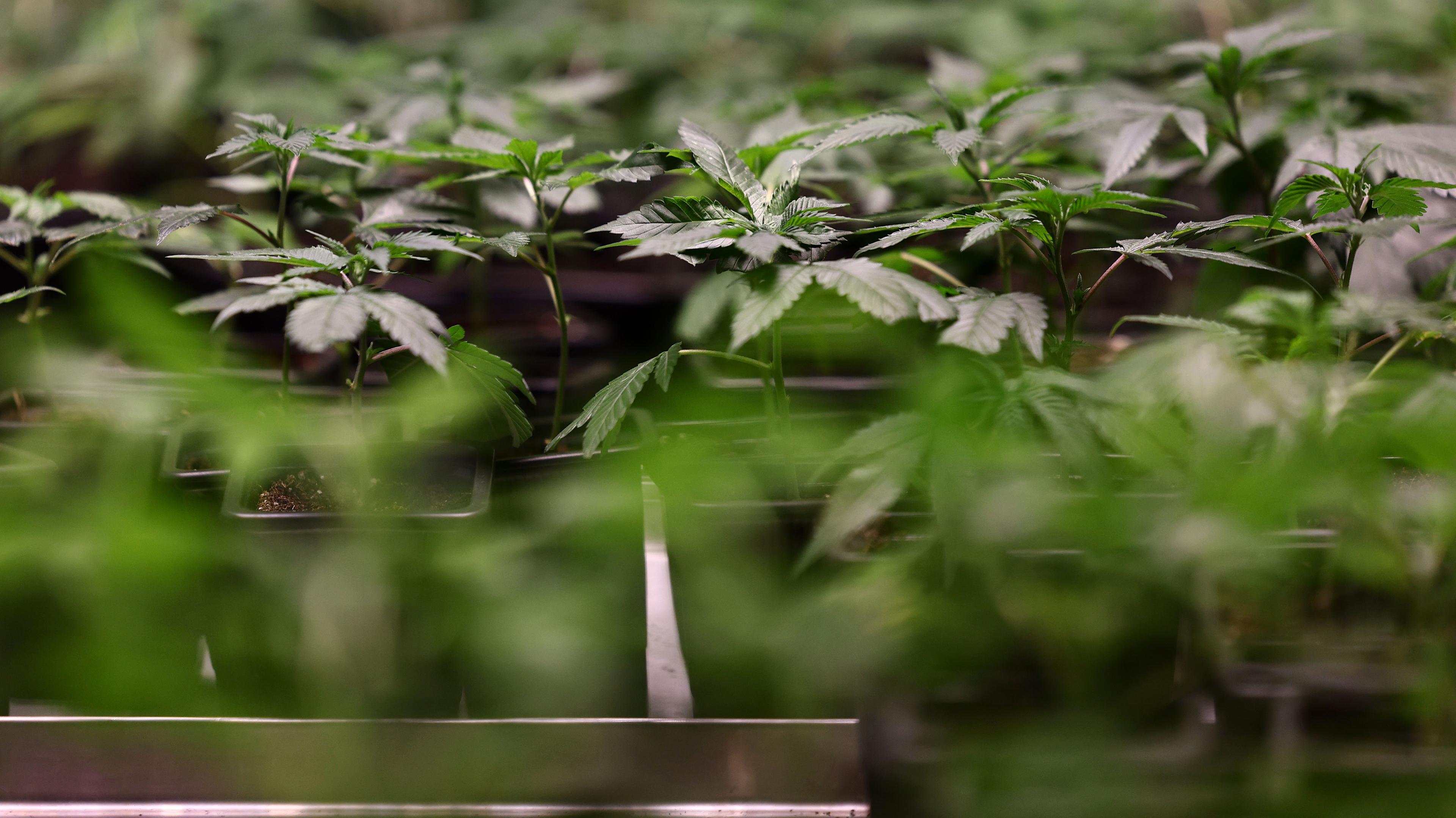 First Cannabis Club near Munich sells plants after legalization