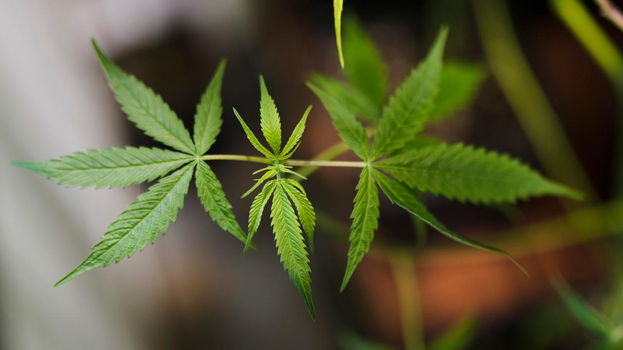 Cannabis-Legalisierung: Was Die Bundesregierung Plant - ZDFheute