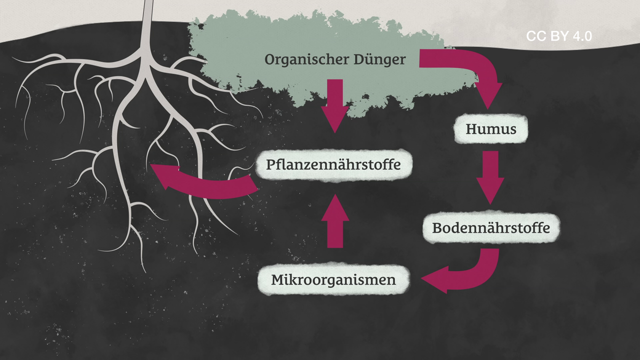 Die Wirkung Von Dünger (Creative Commons) - ZDFmediathek