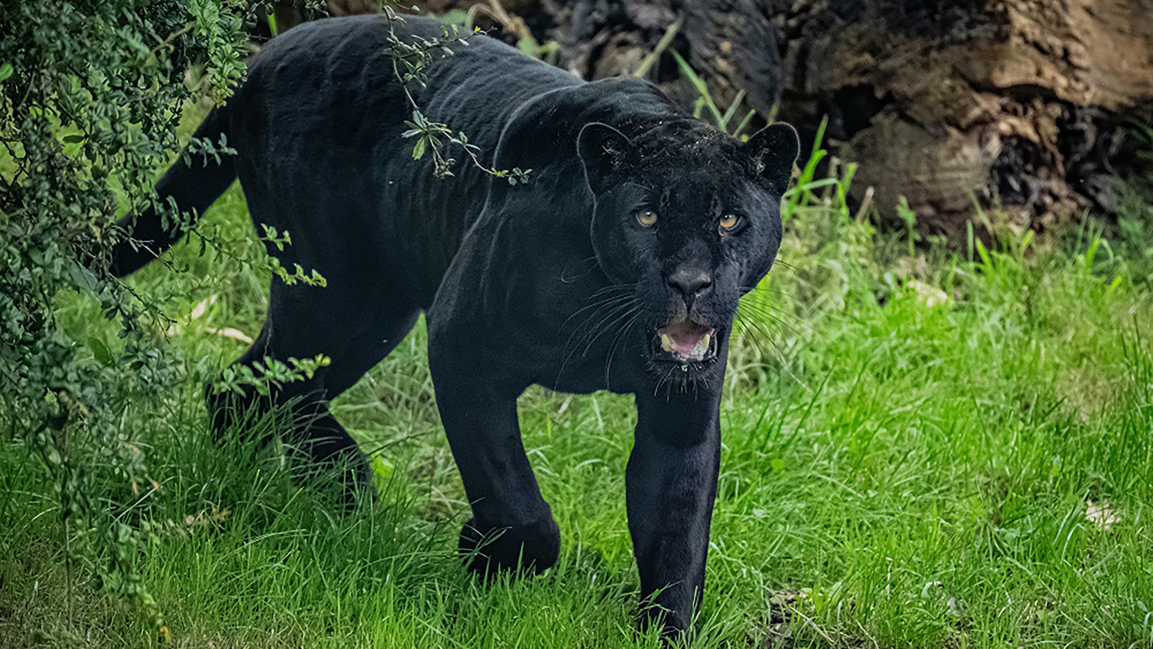 Im Chester Zoo wird mit dem Projekt Nature´s Safe Artenschutz betrieben, indem die DNA bedrohter Tierarten durch Cryotechnik gefroren und später zur Züchtung oder Nachzüchtung eingesetzt werden