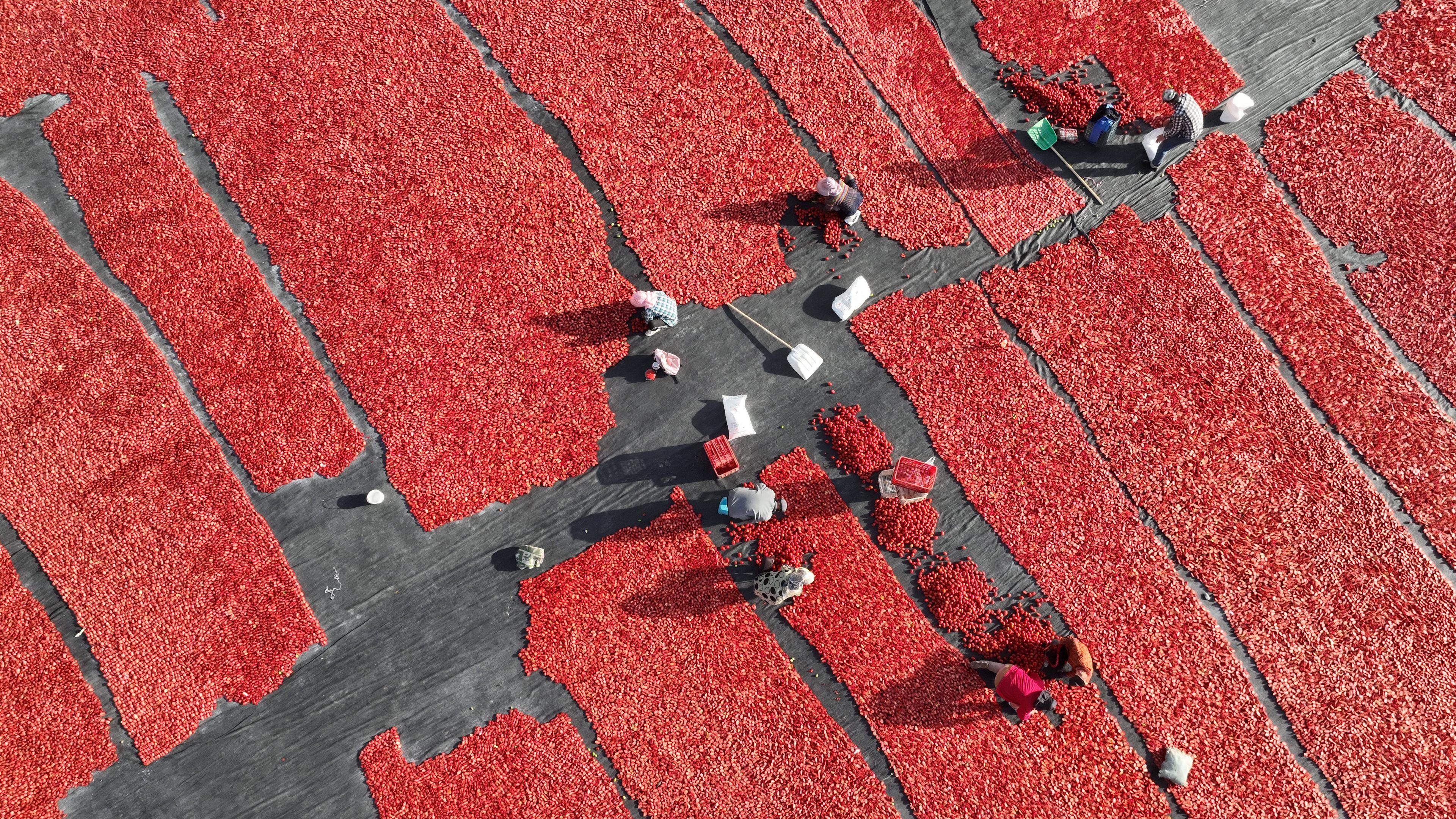 China: Bauern trocknen Tomaten in Bazhou