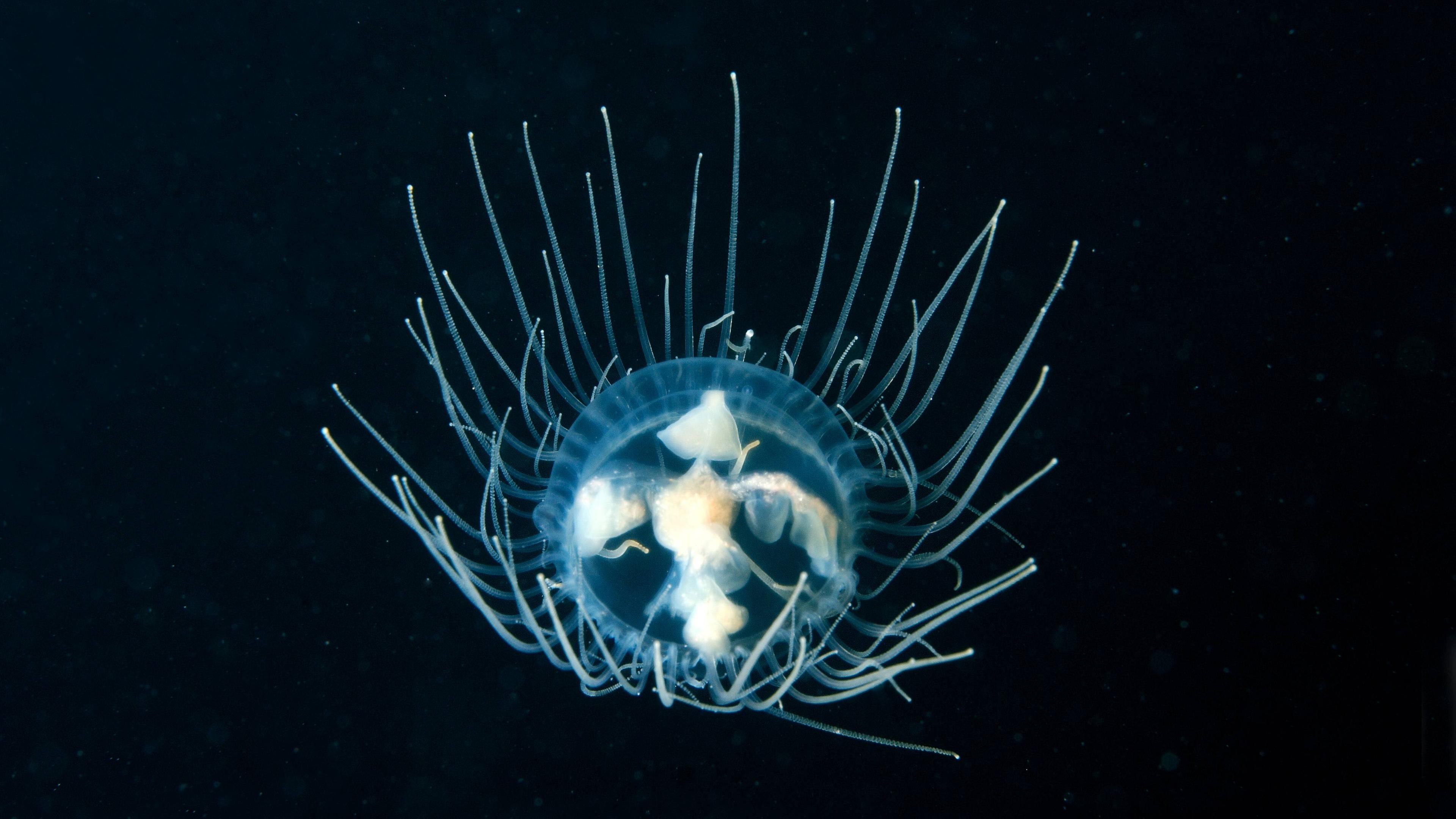 Clinging Jellyfish