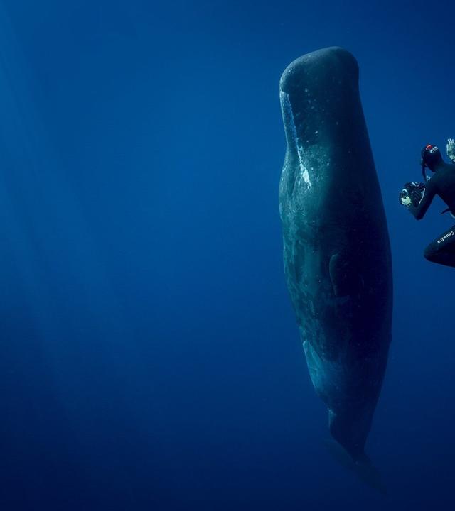 Abtauchen mit Giganten – Pottwale hautnah