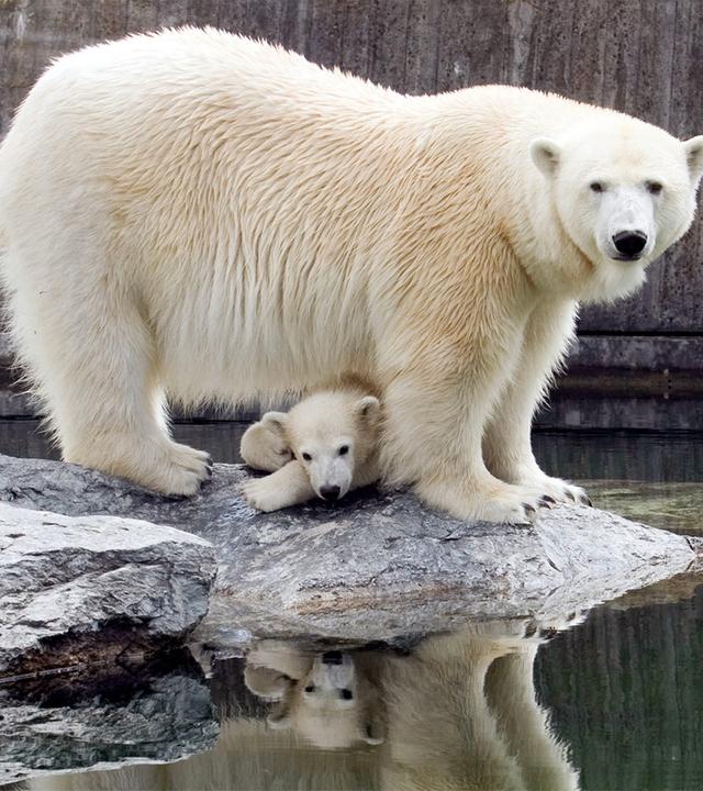 Eisbär, Affe & Co.