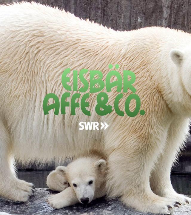 Eisbär, Affe & Co.