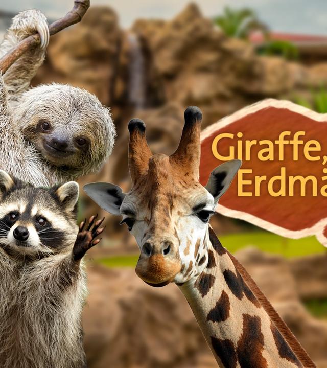 Giraffe, Erdmännchen & Co. 