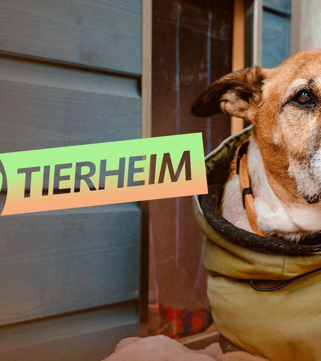 Hallo Tierheim