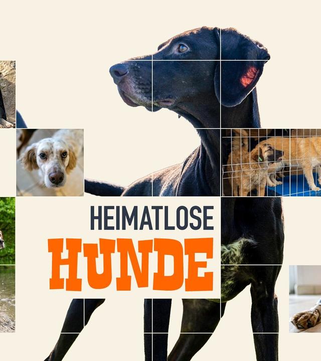 Heimatlose Hunde