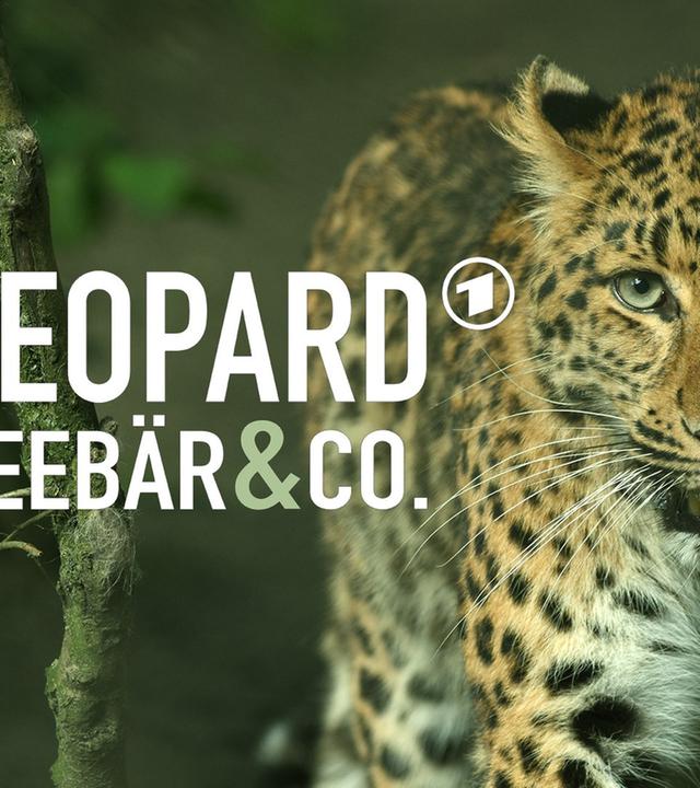 Leopard, Seebär & Co.