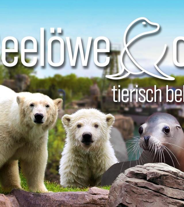 Seelöwe & Co. - tierisch beliebt