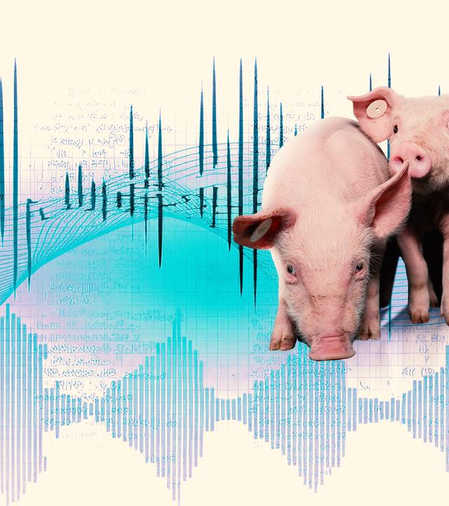 Sprechende Schweine – KI übersetzt Tiersprache