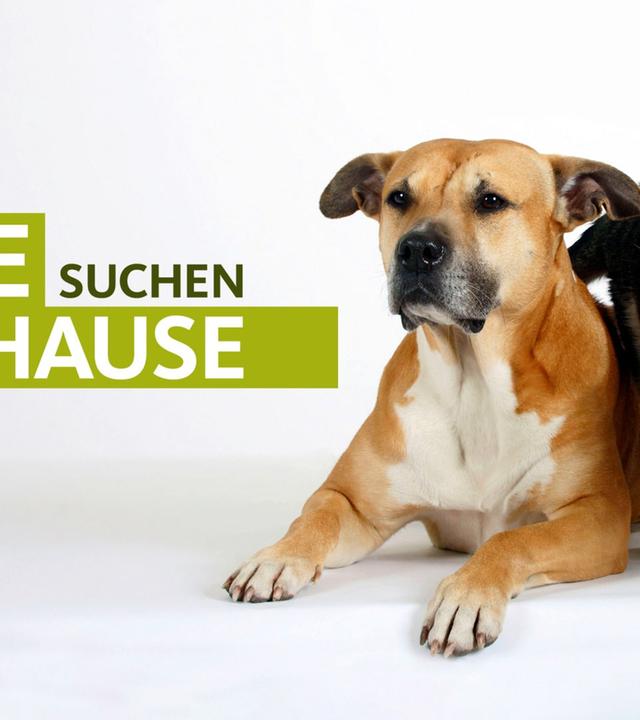 Tiere suchen ein Zuhause