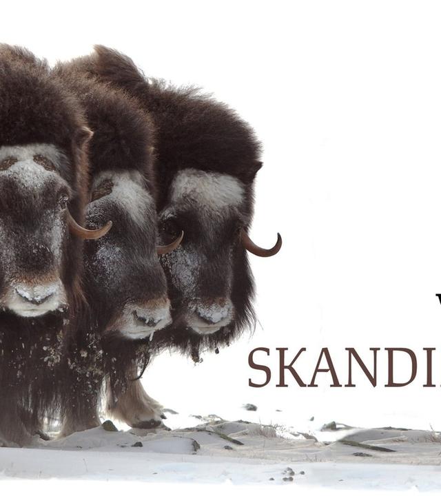 Wildes Skandinavien