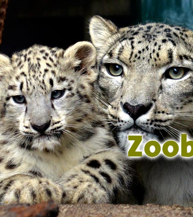 Zoobabies