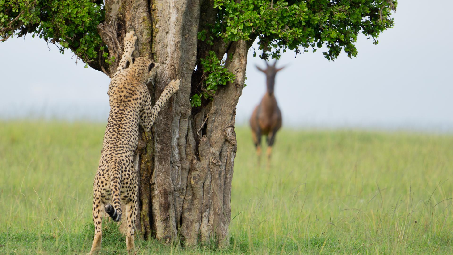 Gepard "versteckt" sich hinter einem Baum 