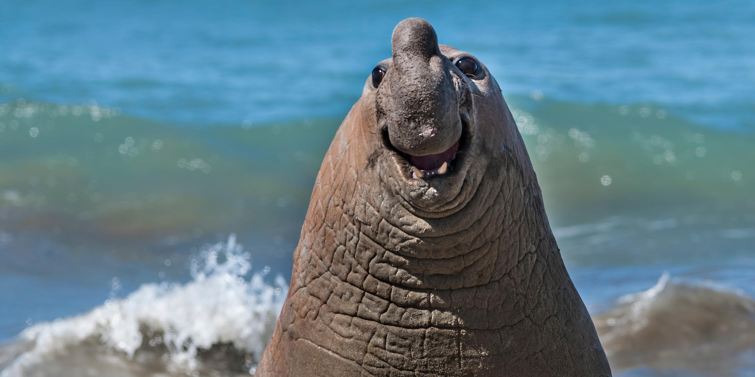 Seeeelefant schaut in die Kamera 