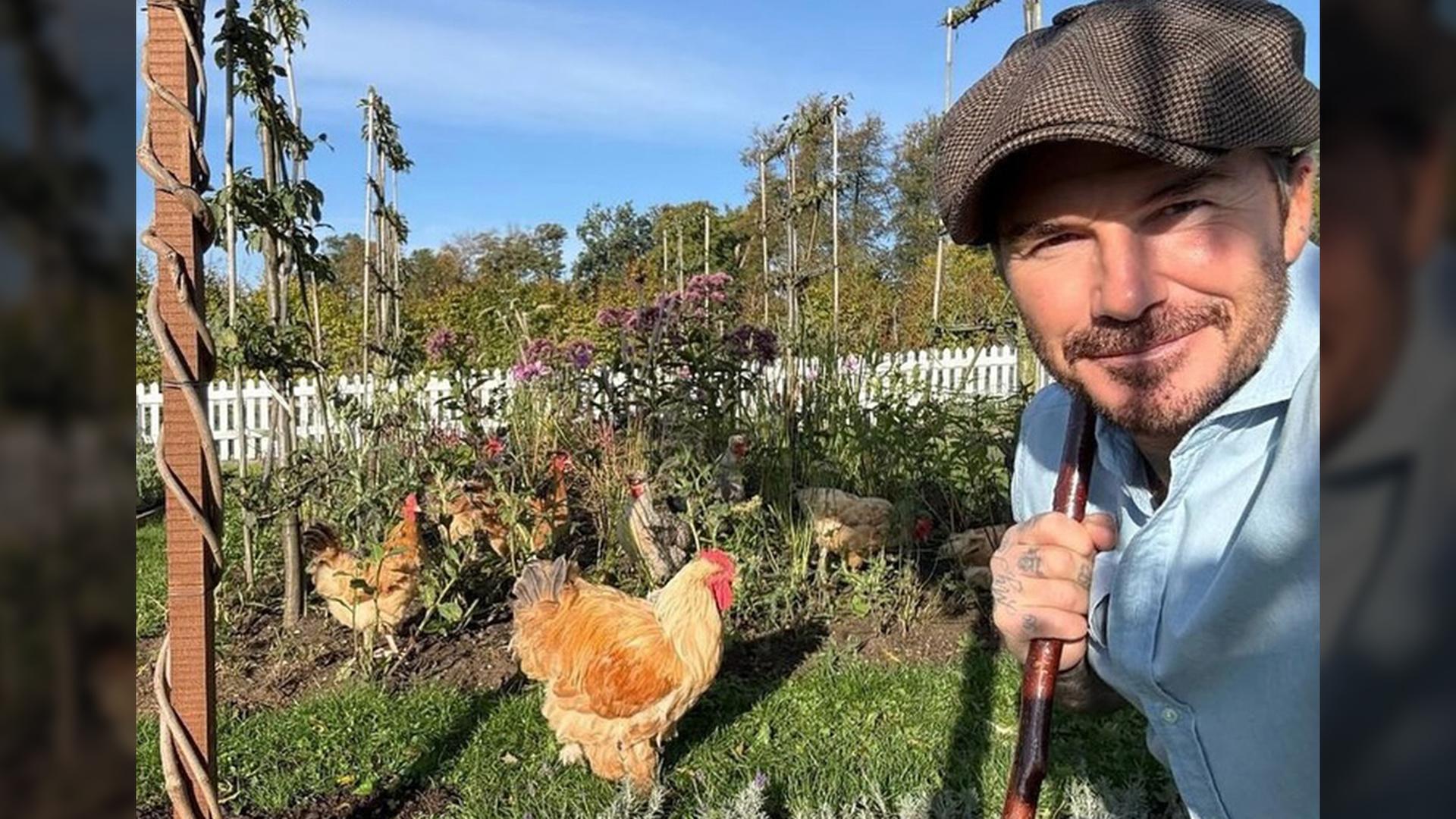 David Beckham mit seinen Hühnern.