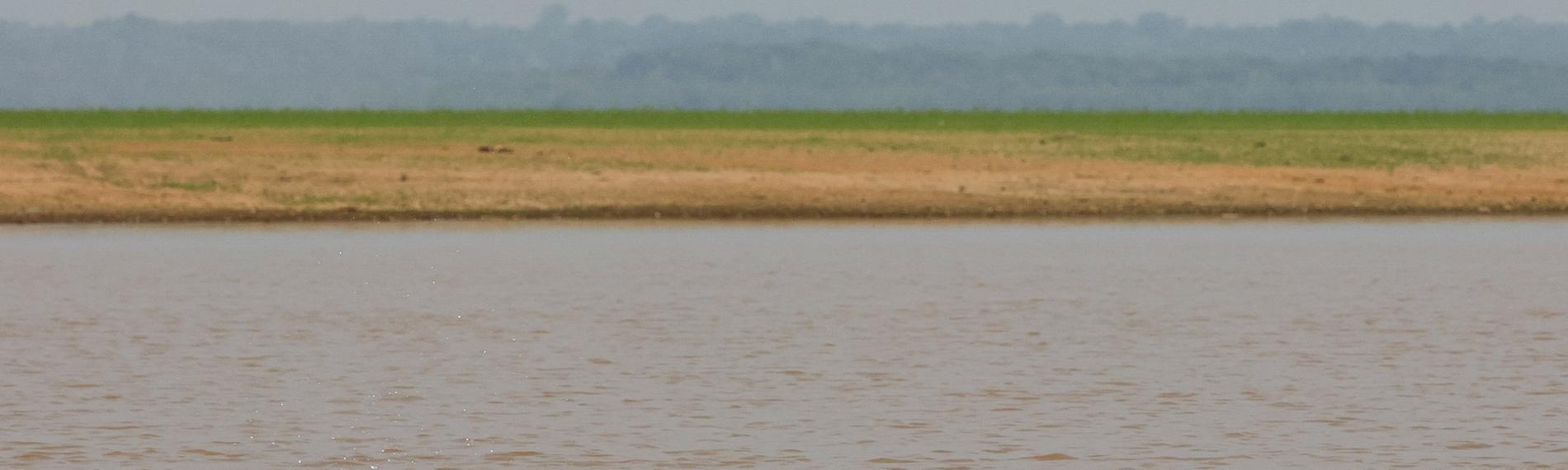 Ein einzelner Delfin schwimmt im Lago Tefé am 04.10.2023.