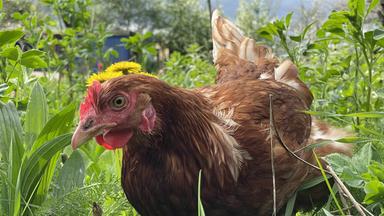 Zdfinfo - Der Bio-boom - 100 Jahre ökologische Landwirtschaft