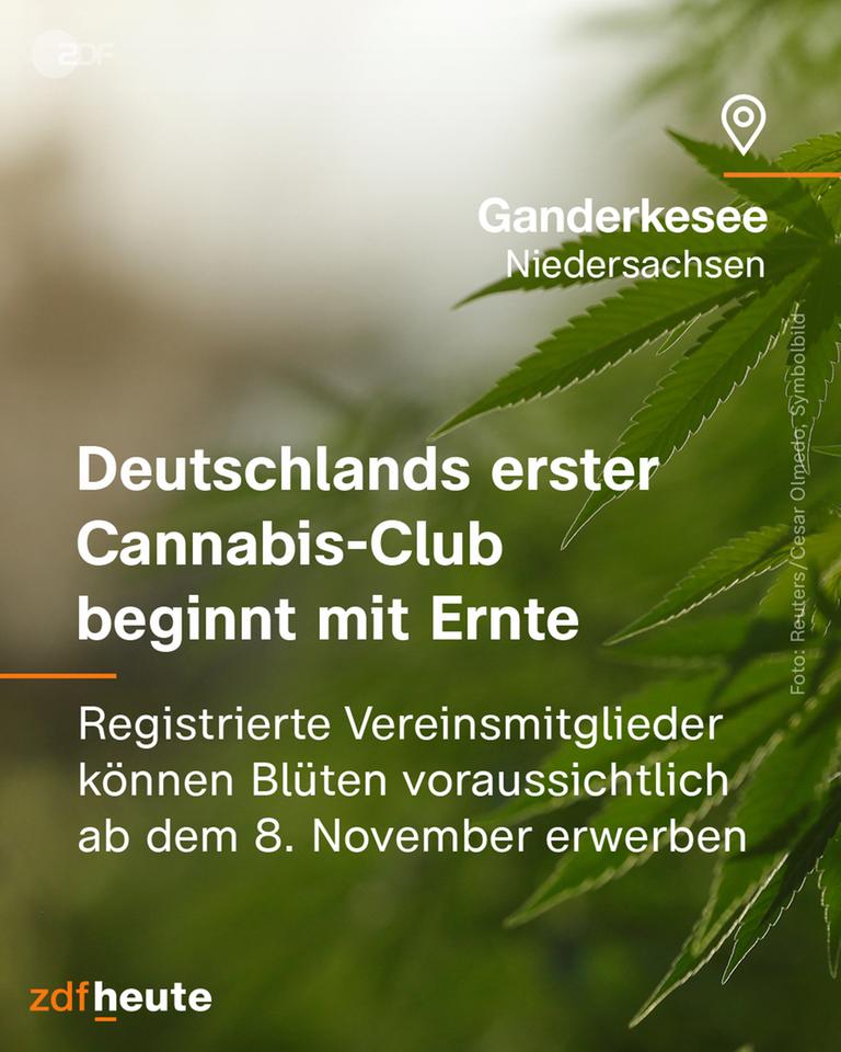 Deutschlands erster Cannabis-Club beginnnt mit Ernte