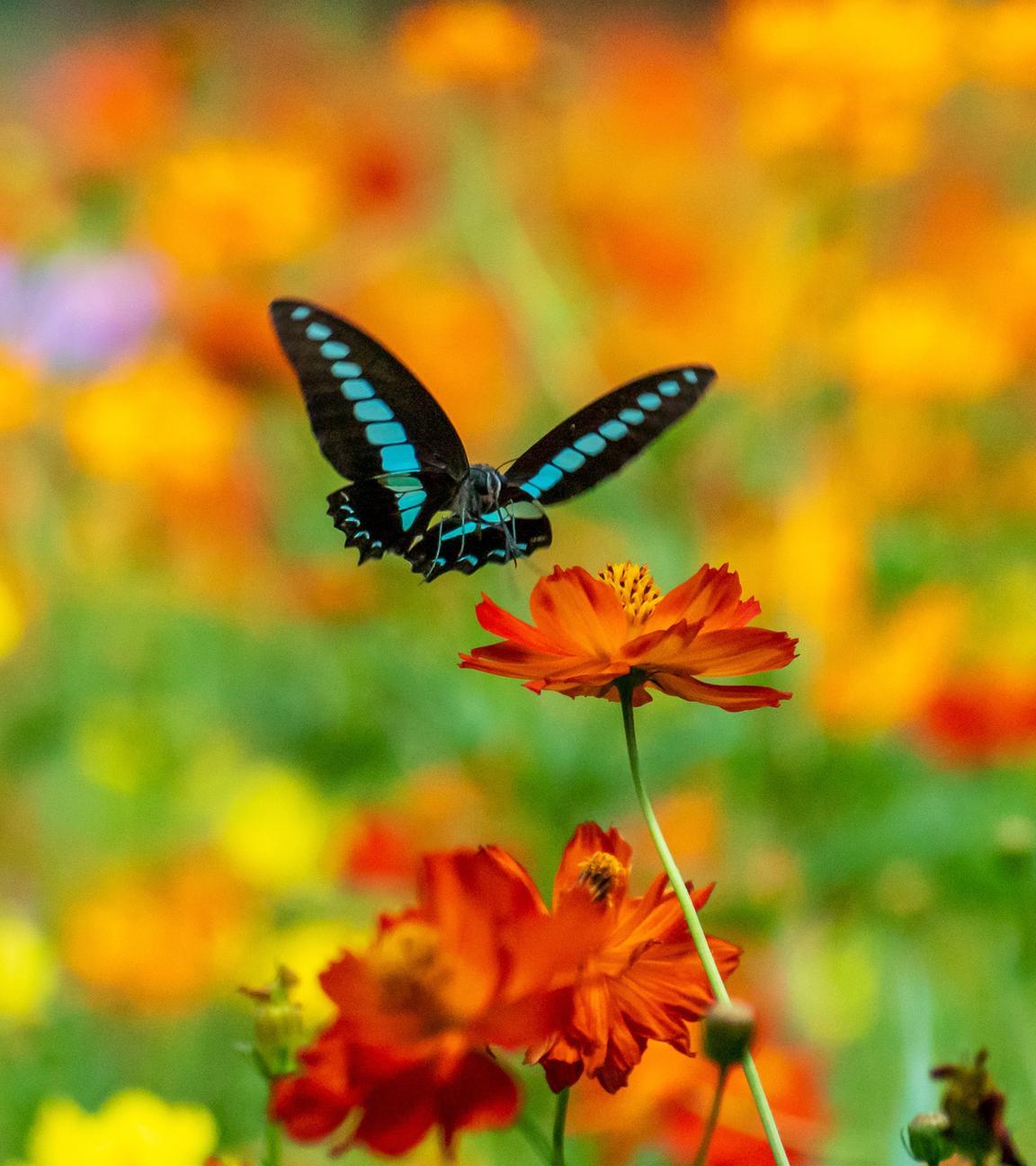 Schwarzblauer Schmetterling fliegt orangerote Blüte an