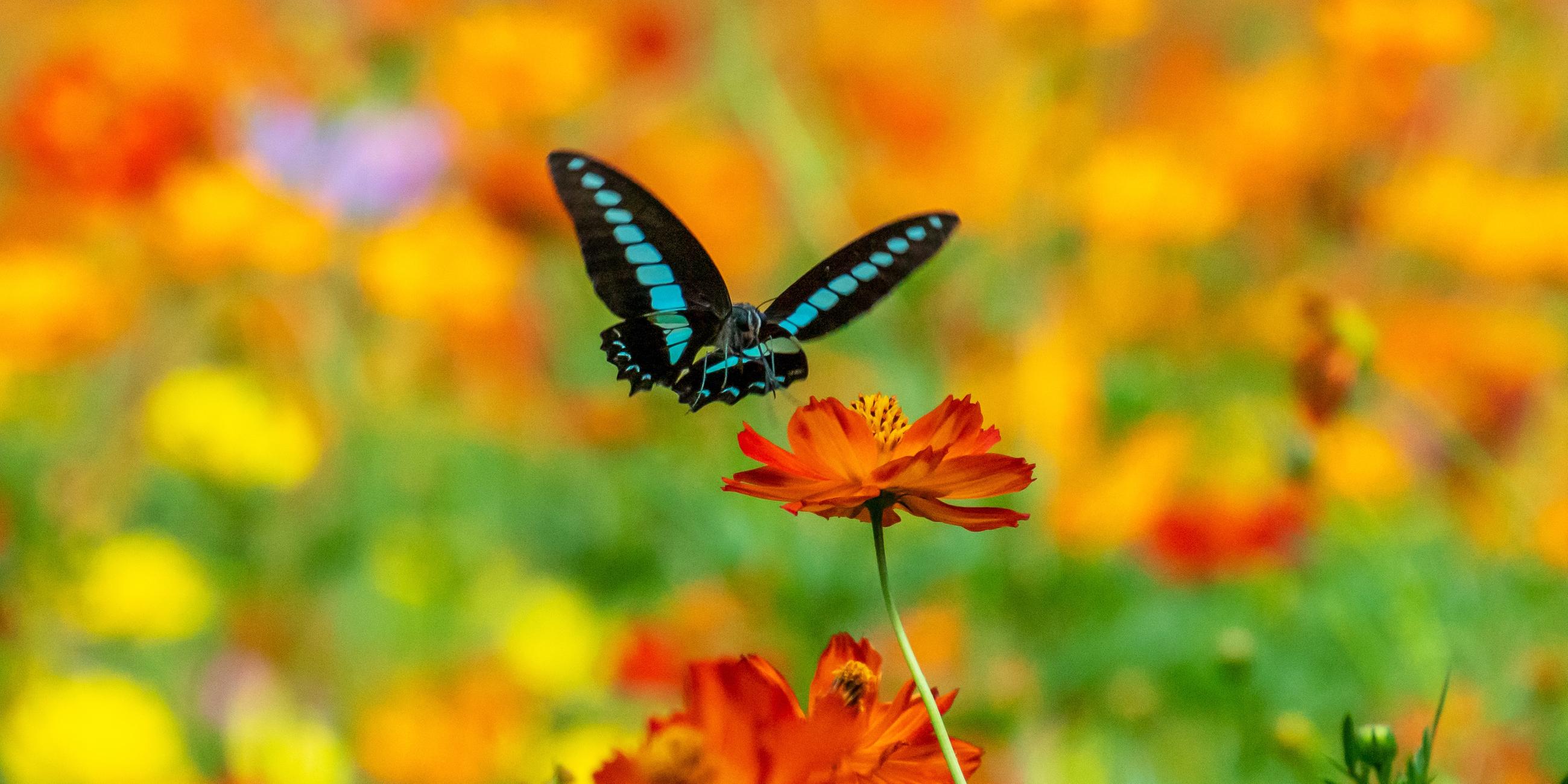 Schwarzblauer Schmetterling fliegt orangerote Blüte an