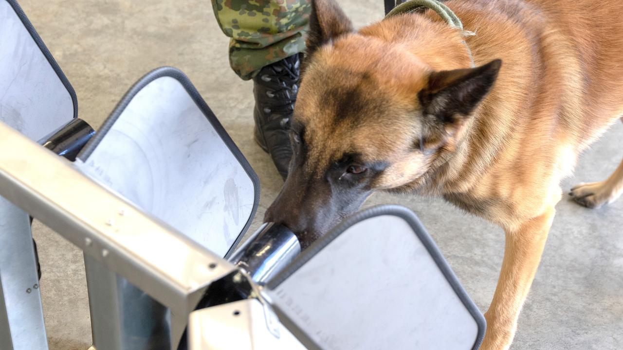 Infektionen Erkennen Bundeswehr Testet Hunde Als Corona Schnuffler Zdfheute