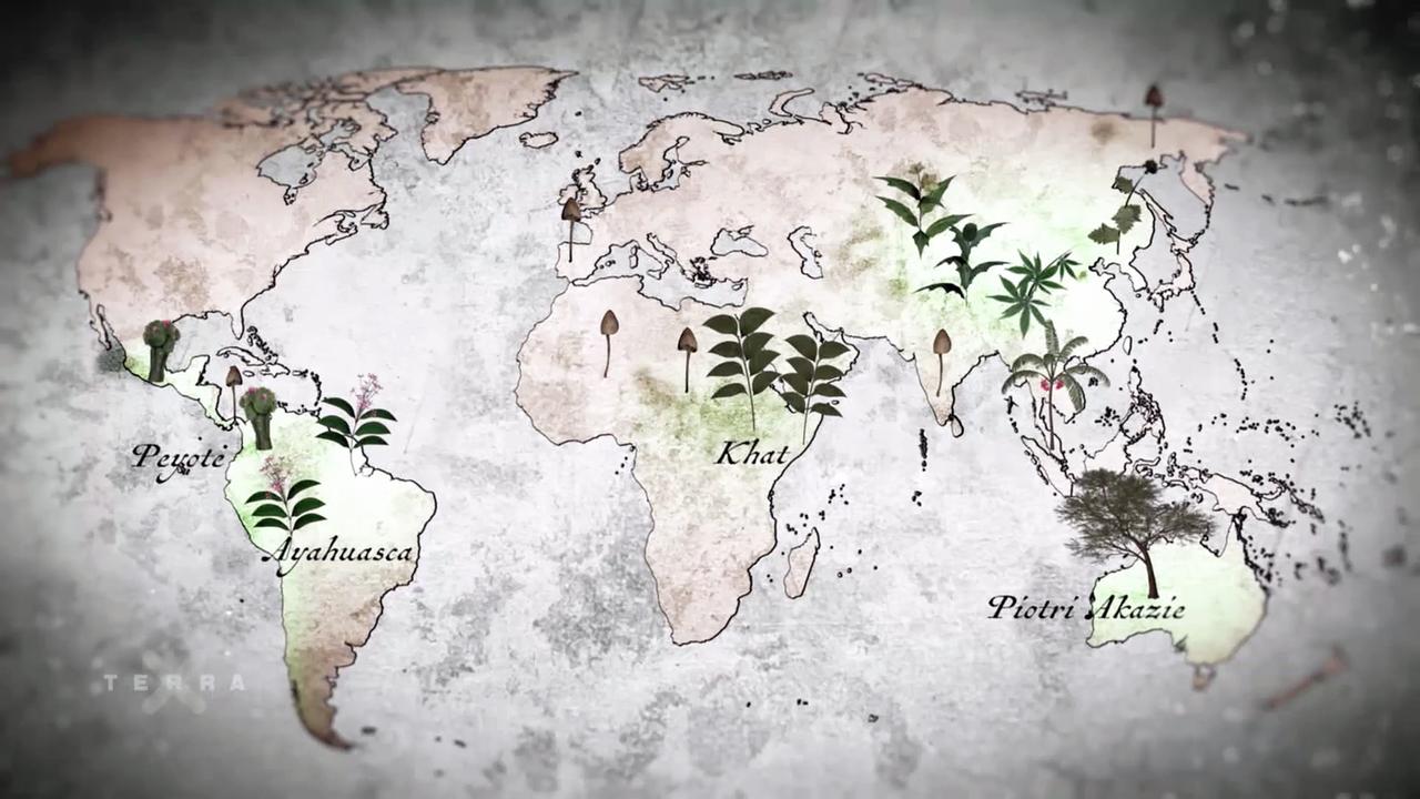 Halluzigene Pflanzen weltweit