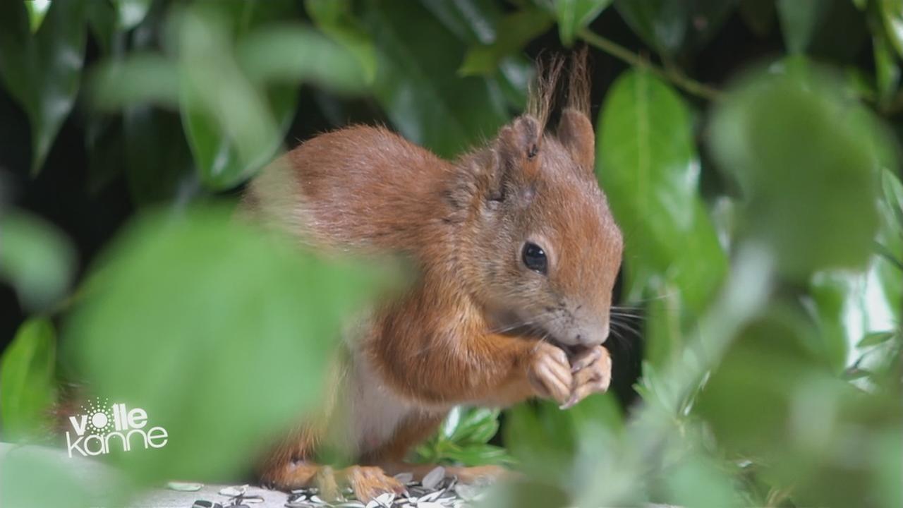 Eichhörnchen im Garten ZDFmediathek