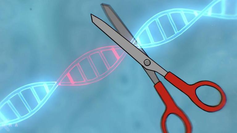 Gott Spielen Dank Crispr Teil 1 Zdfmediathek